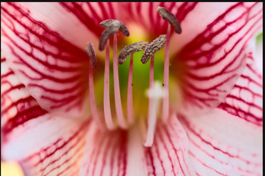 Macro Floral Assorted Canvas 36" x 48"