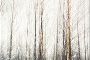 Impressionistic Forest Assorted Canvas 36" x 48"