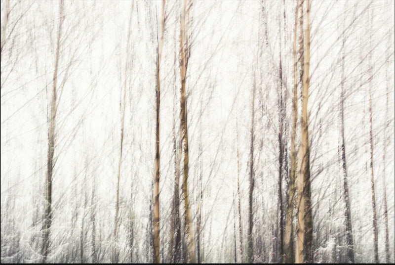 Impressionistic Forest Assorted Canvas 36" x 48"