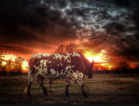 Texas Longhorn Sunset Assorted Canvas 36" x 48"