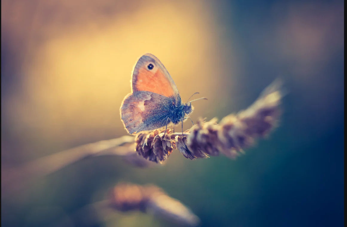 Macro Butterfly Assorted Canvas 36" x 48"