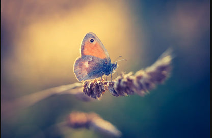 Macro Butterfly Assorted Canvas 36" x 48"