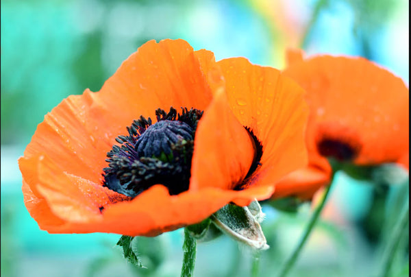 Bright Orange Poppies 36