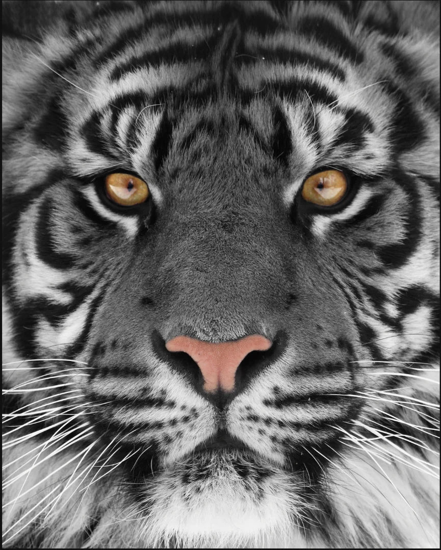 Black & White Tiger Close-Up Assorted Canvas 36" x 48"