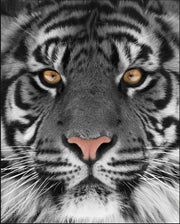 Black & White Tiger Close-Up Assorted Canvas 36" x 48"