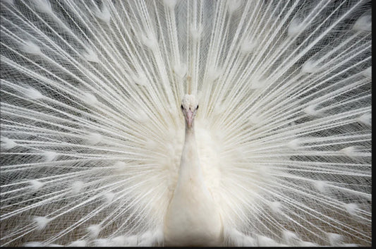 White Peacock Close-Up Assorted Canvas 36" x 48"