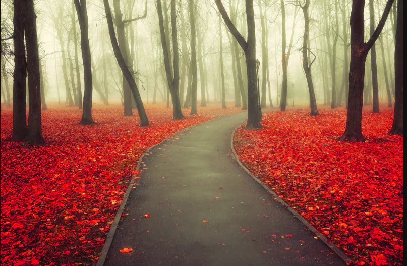 Misty Autumn Path Assorted Canvas – 36" x 48"