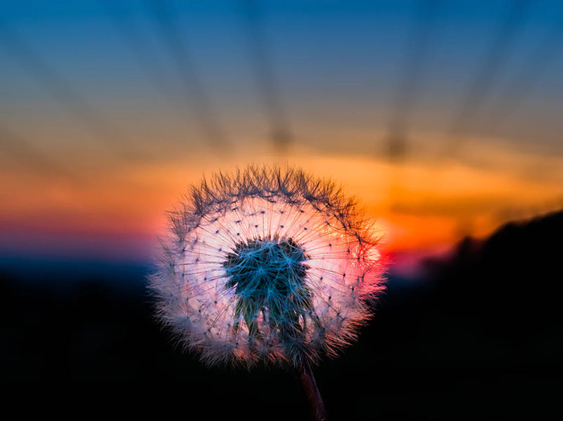 Backlit Dandelion at Sunset 36" x 48" Canvas Wall Art