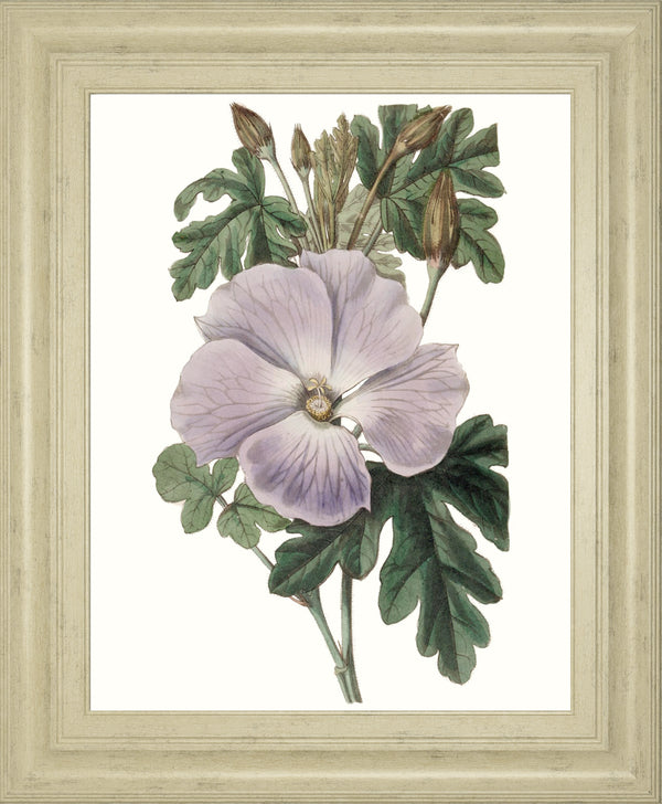 Lavender Beauties I BY Edwards