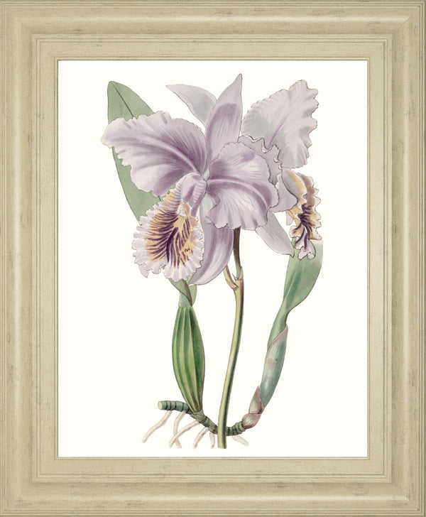 Lavender Beauties II BY Edwards