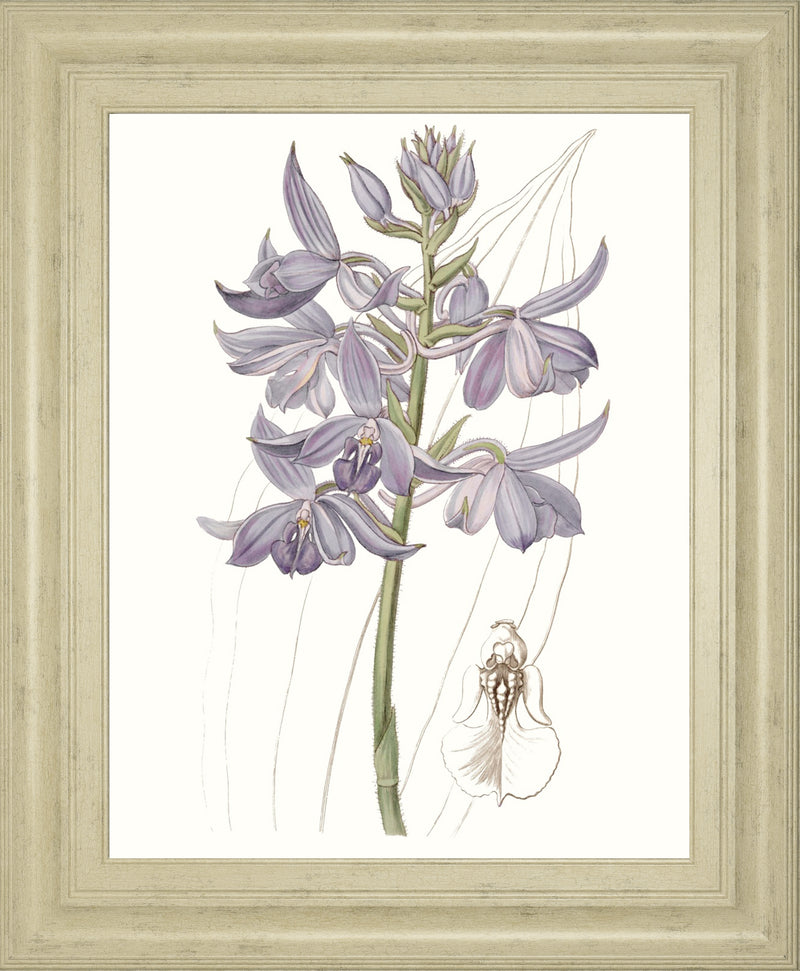 Lavender Beauties III BY Edwards