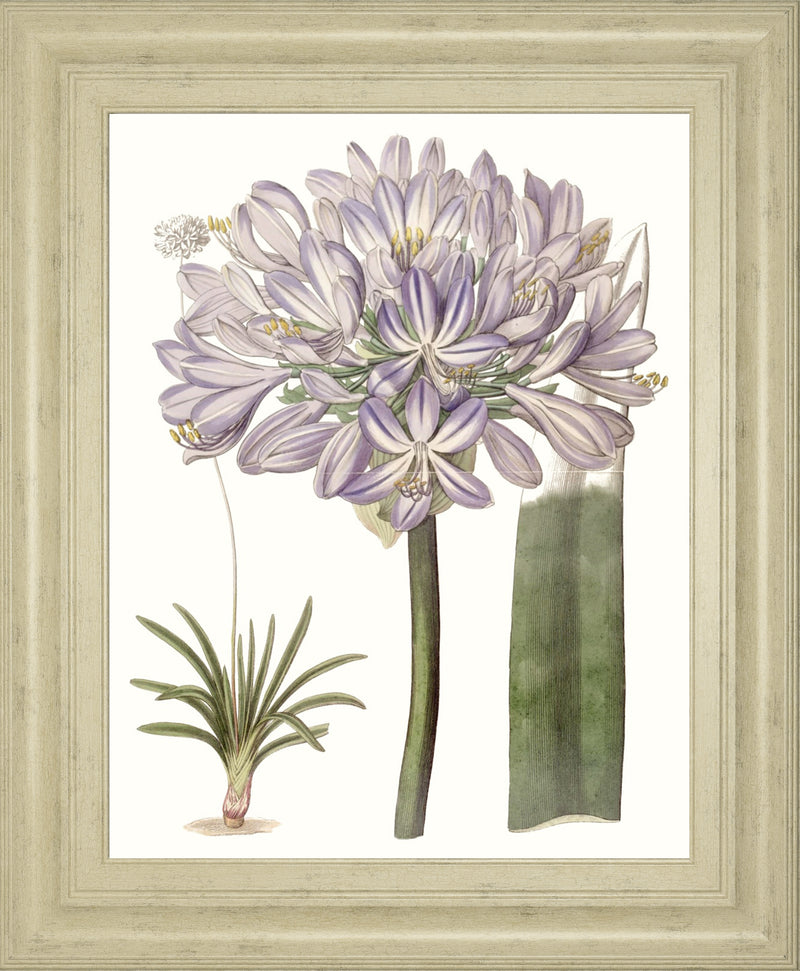 Lavender Beauties VI BY Edwards