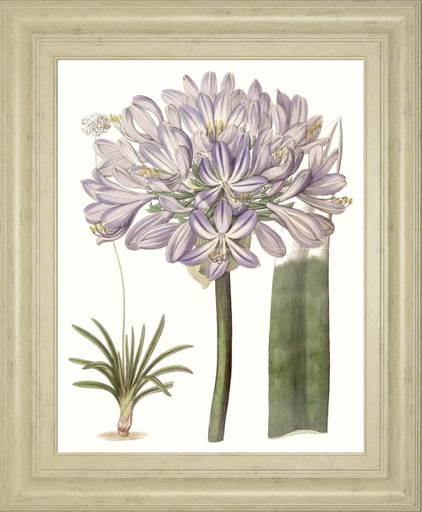 Lavender Beauties VI BY Edwards
