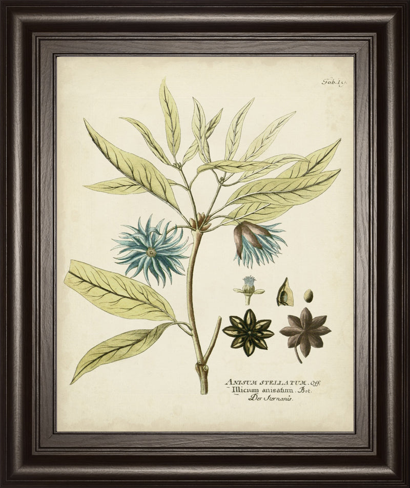 Eloquent Botanical III BY Vision Studio