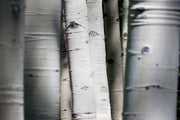 ''Aspen Trunks'' Tempered Glass