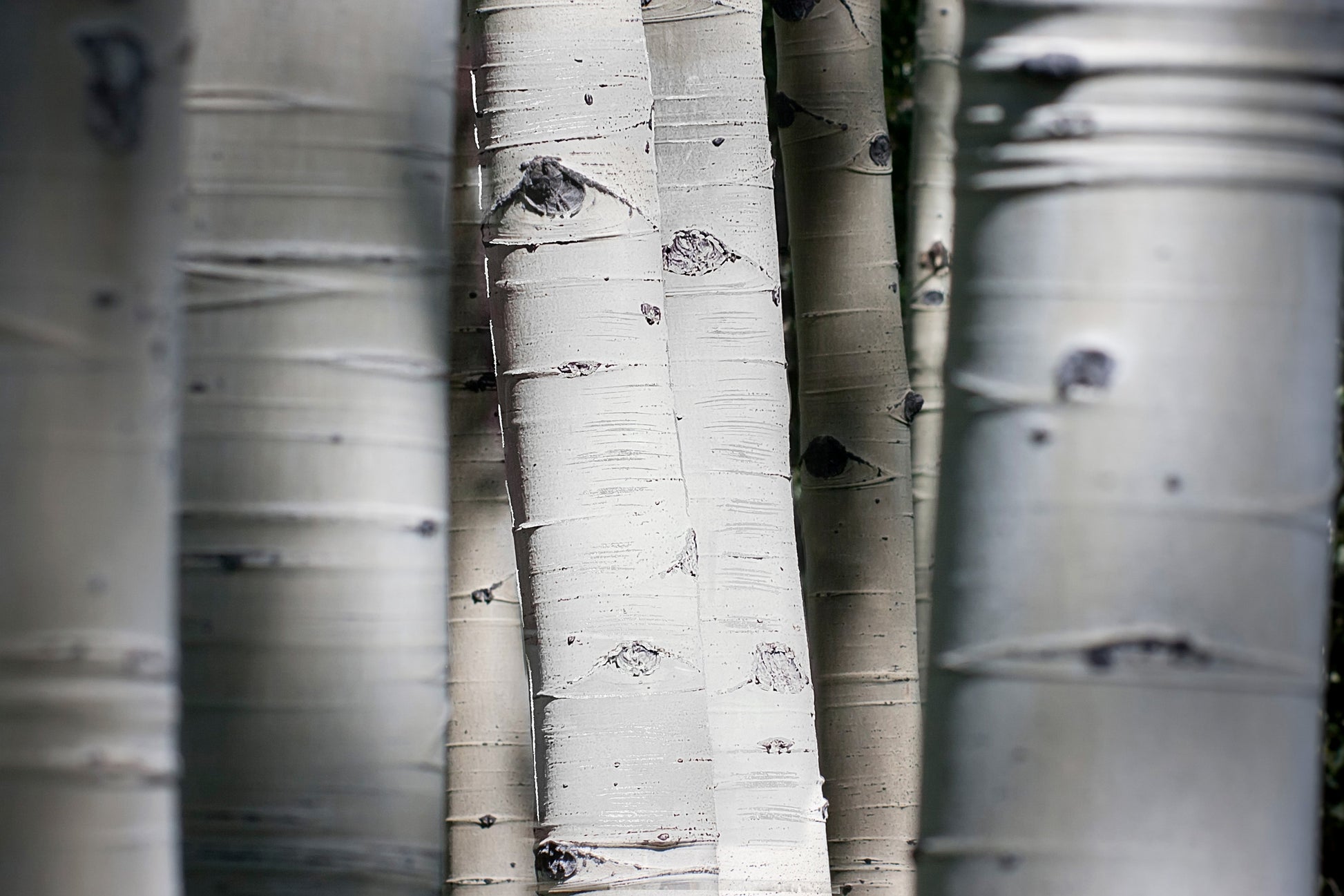 ''Aspen Trunks'' Tempered Glass