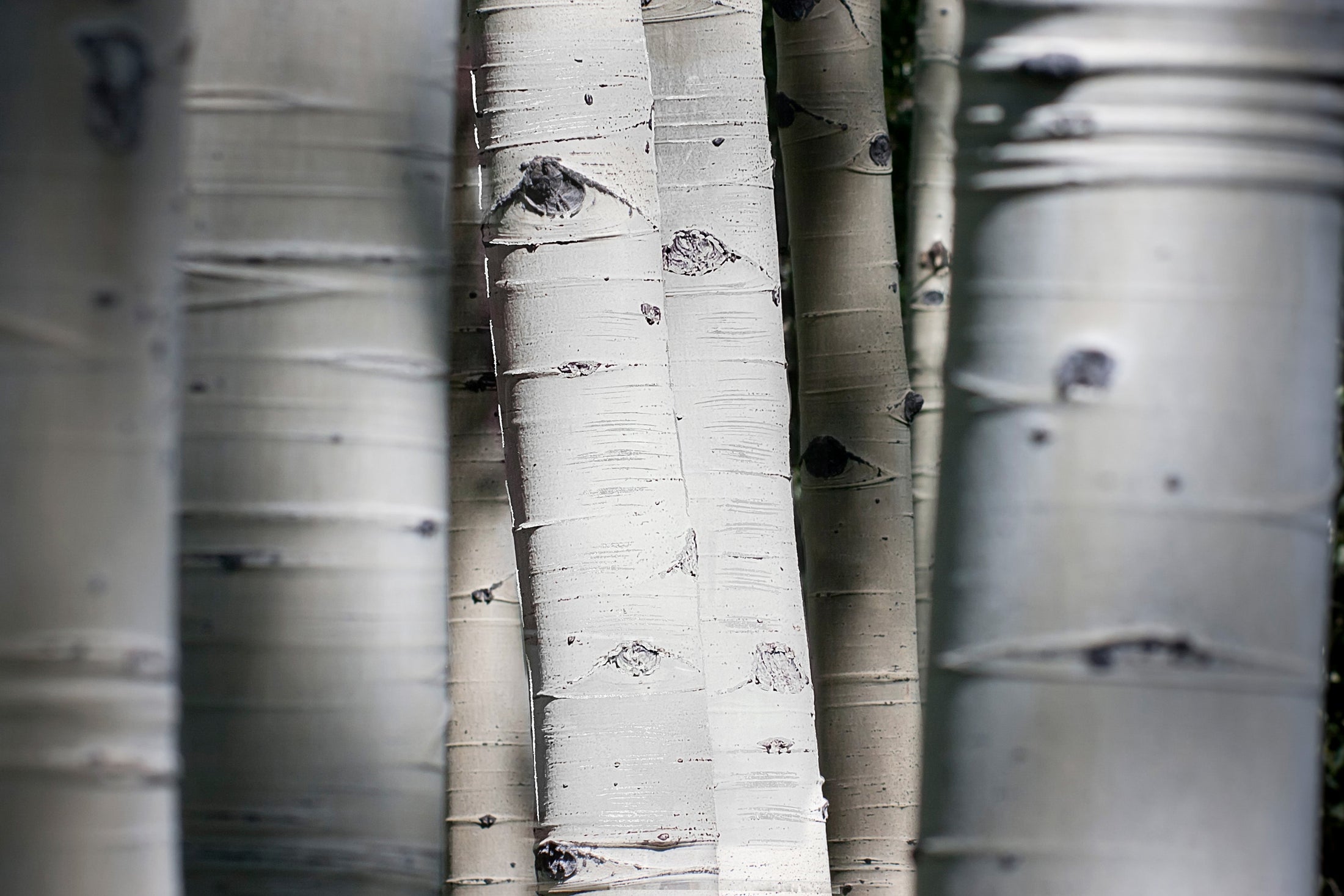''Aspen Trunks'' Tempered Glass