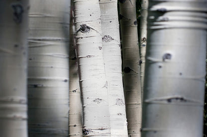 ''Aspen Trunks'' Tempered Glass