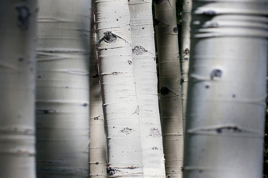 ''Aspen Trunks'' Tempered Glass
