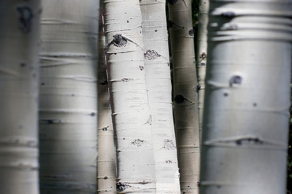 ''Aspen Trunks'' Tempered Glass