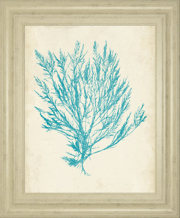 Aquamarine Seaweed IV BY Vision Studio