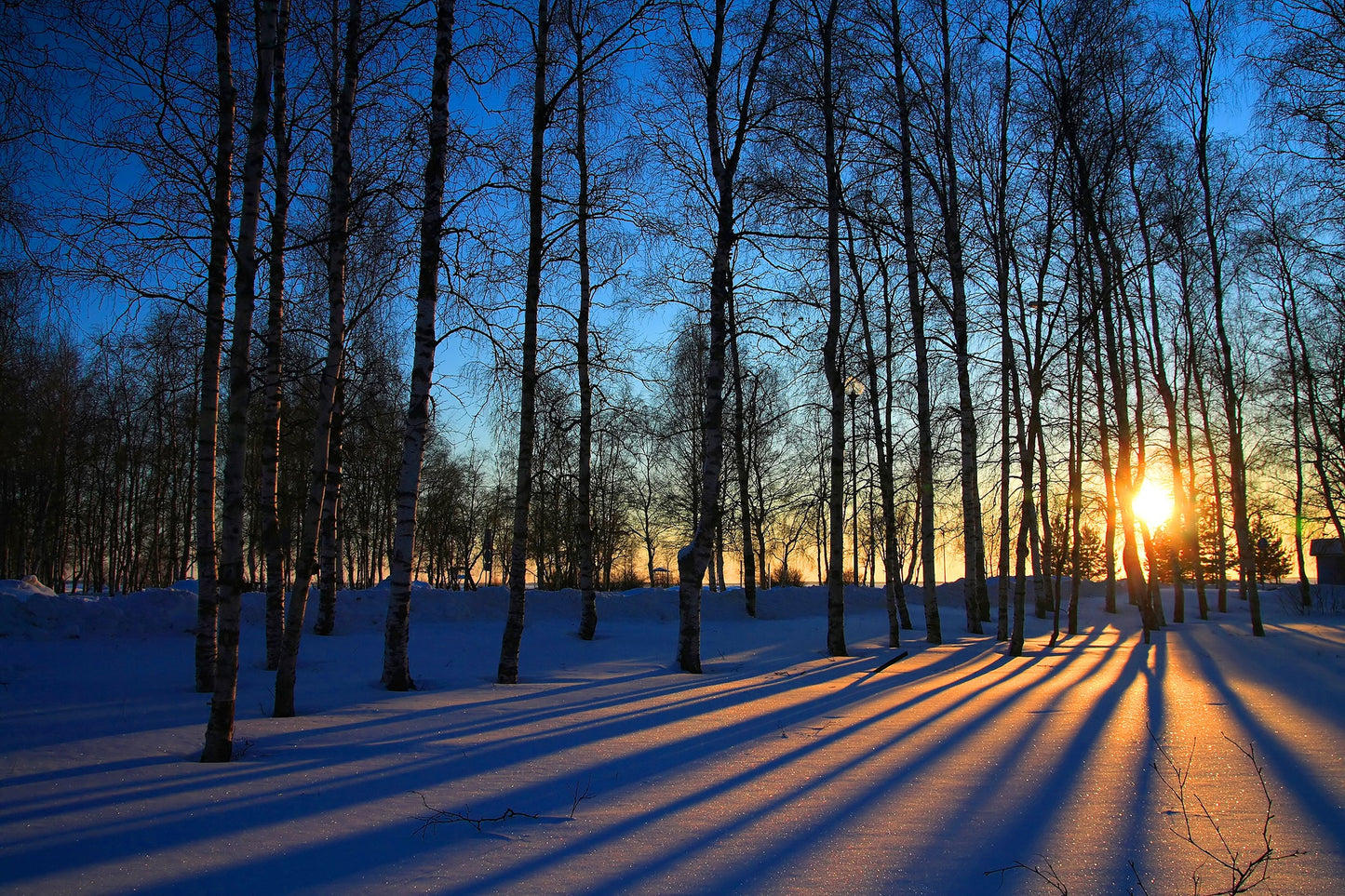 ''Sunset Forrest'' Tempered Glass