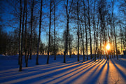''Sunset Forrest'' Tempered Glass