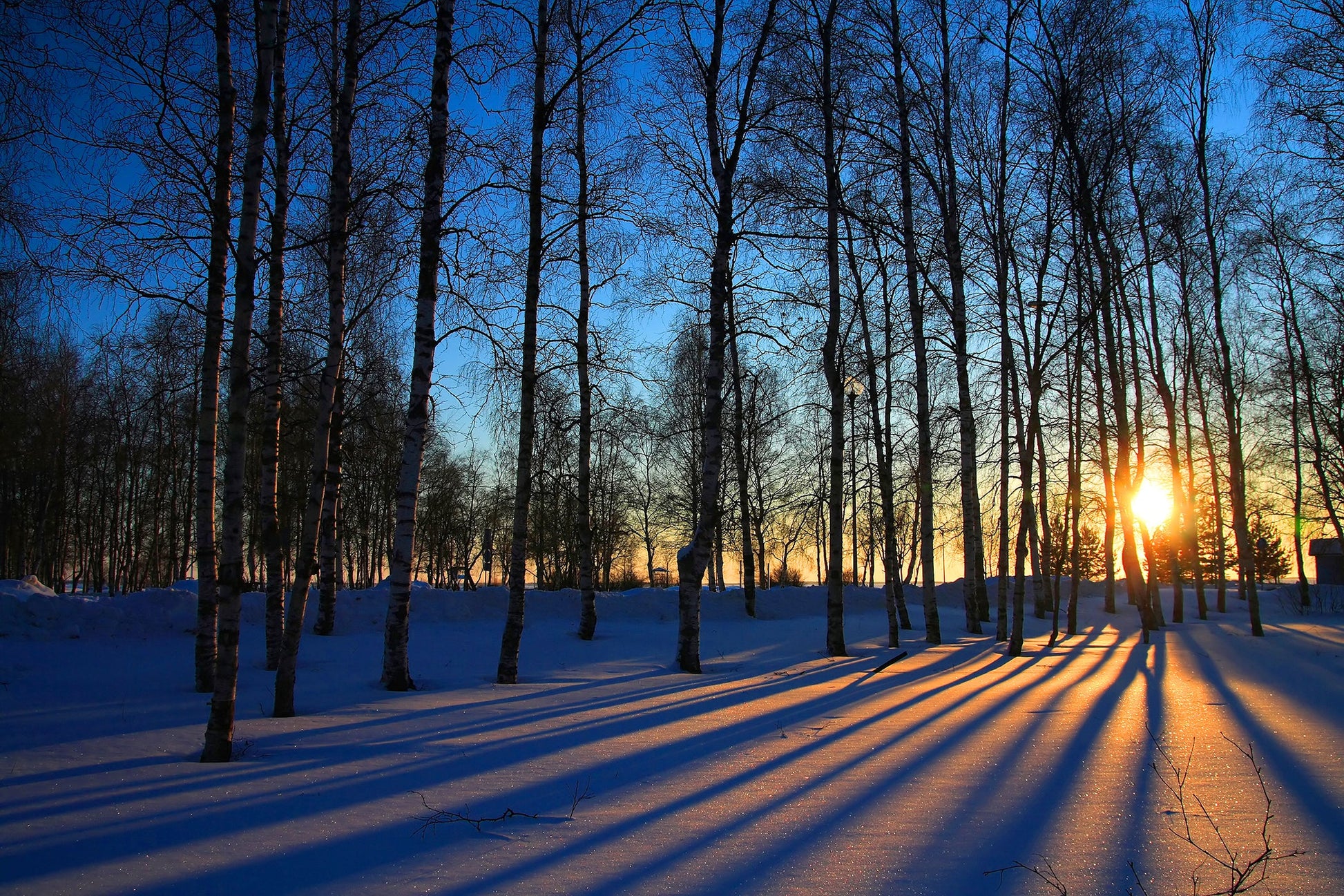 ''Sunset Forrest'' Tempered Glass