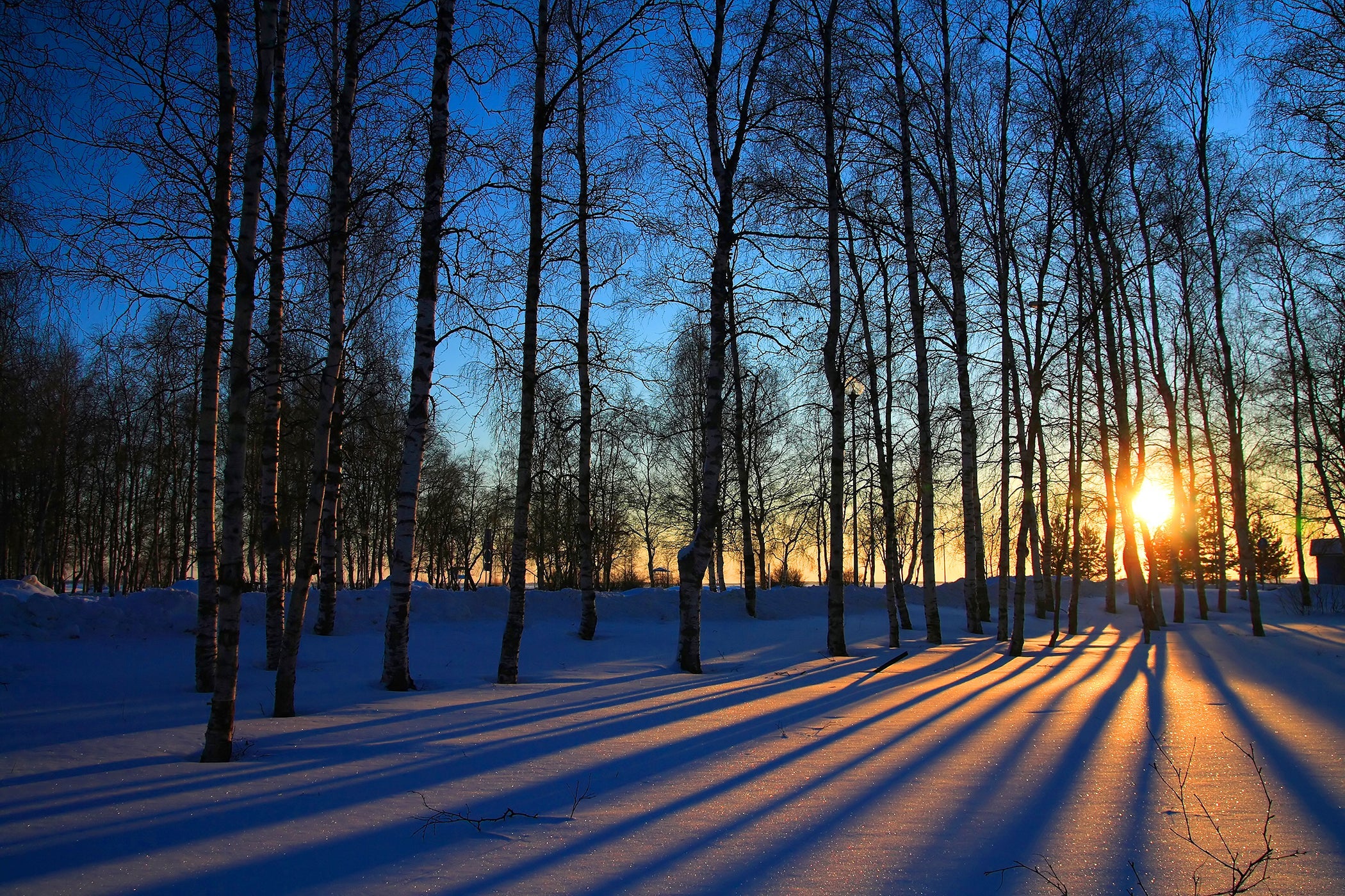 ''Sunset Forrest'' Tempered Glass