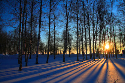 ''Sunset Forrest'' Tempered Glass