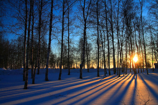 ''Sunset Forrest'' Tempered Glass