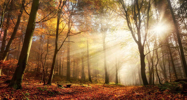 ''Sunlight in Woods'' Tempered Glass