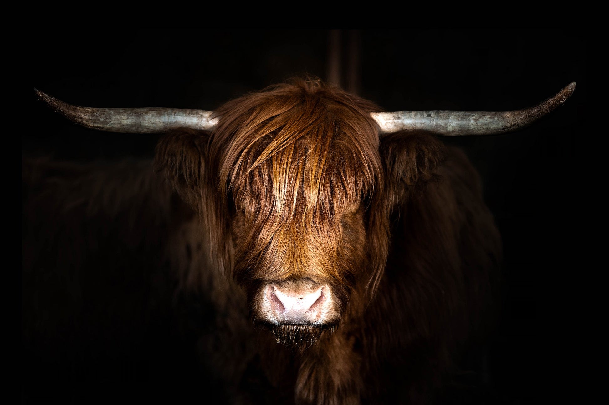 ''Highland Cow on Black'' Tempered Glass