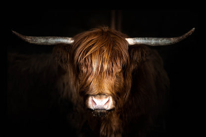 ''Highland Cow on Black'' Tempered Glass