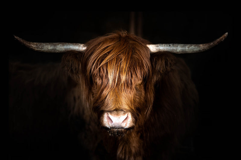 ''Highland Cow on Black'' Tempered Glass
