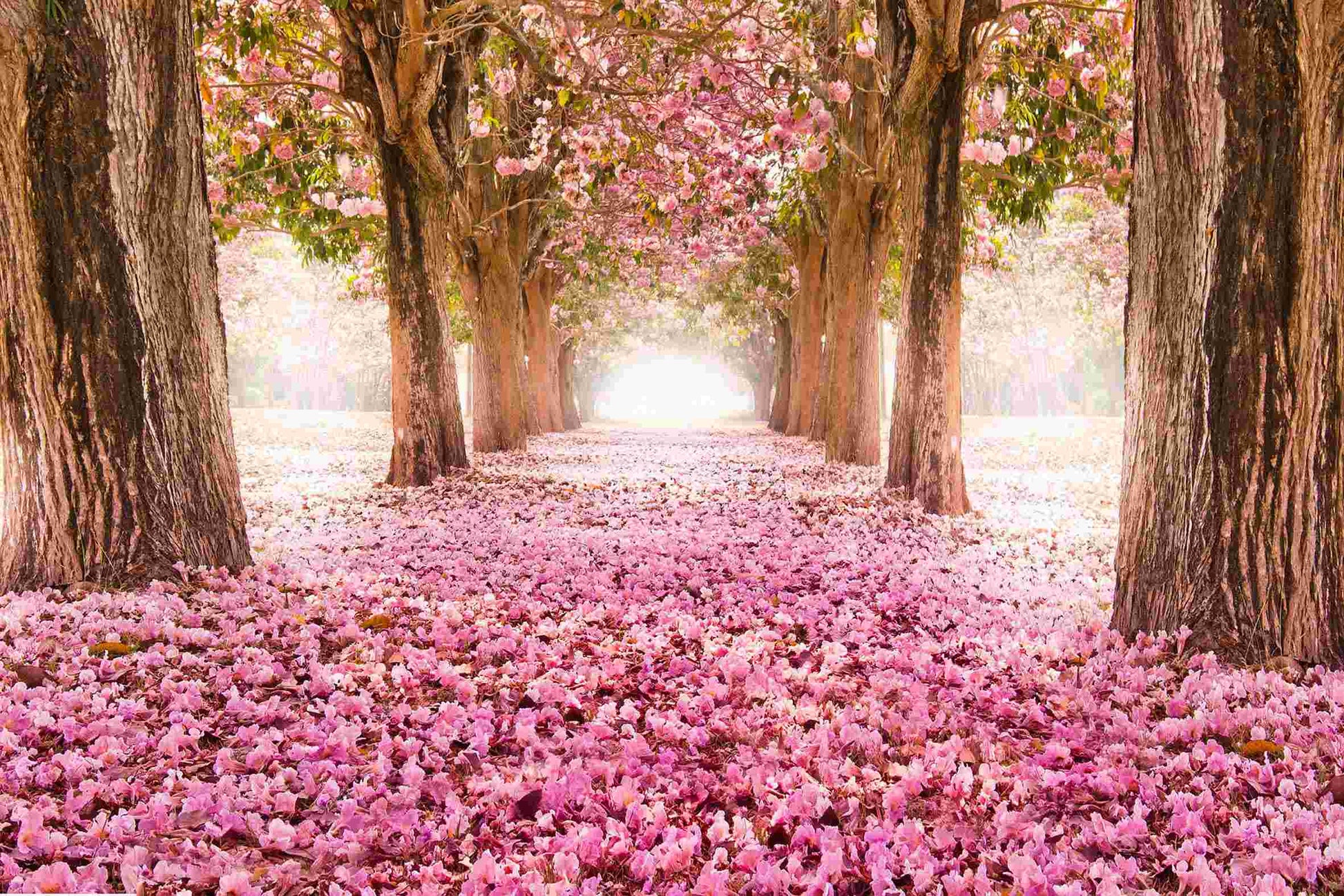 ''Pink Cherry Blossom'' Tempered Glass