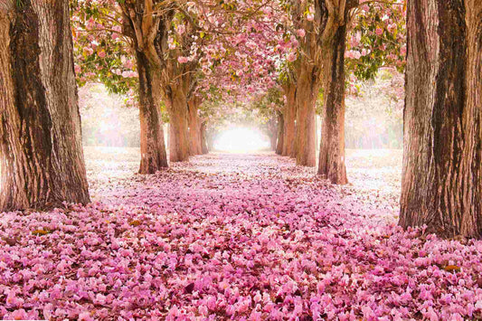 ''Pink Cherry Blossom'' Tempered Glass