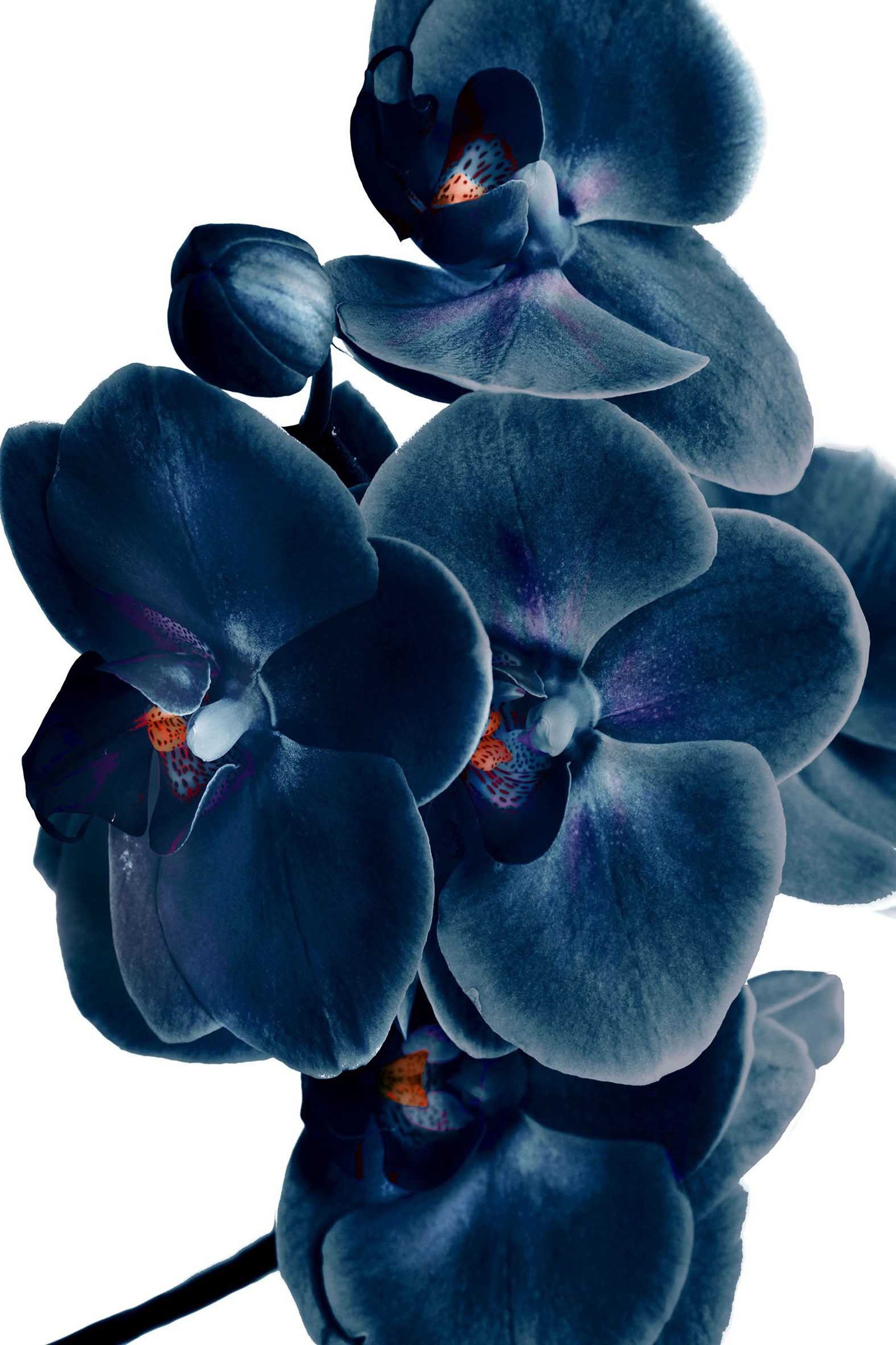 ''Blue Orchid'' Tempered Glass