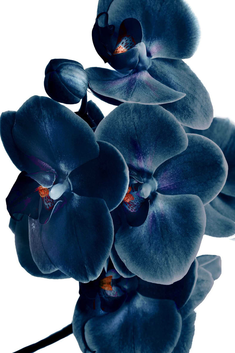 ''Blue Orchid'' Tempered Glass