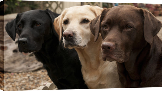 ''Three Labs in Waiting'' Printed Wrapped Canvas