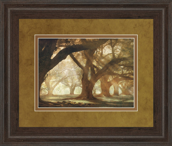 Oak Alley Morning Light By William Guion