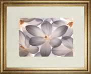 Petal Perfect By Assaf Frank