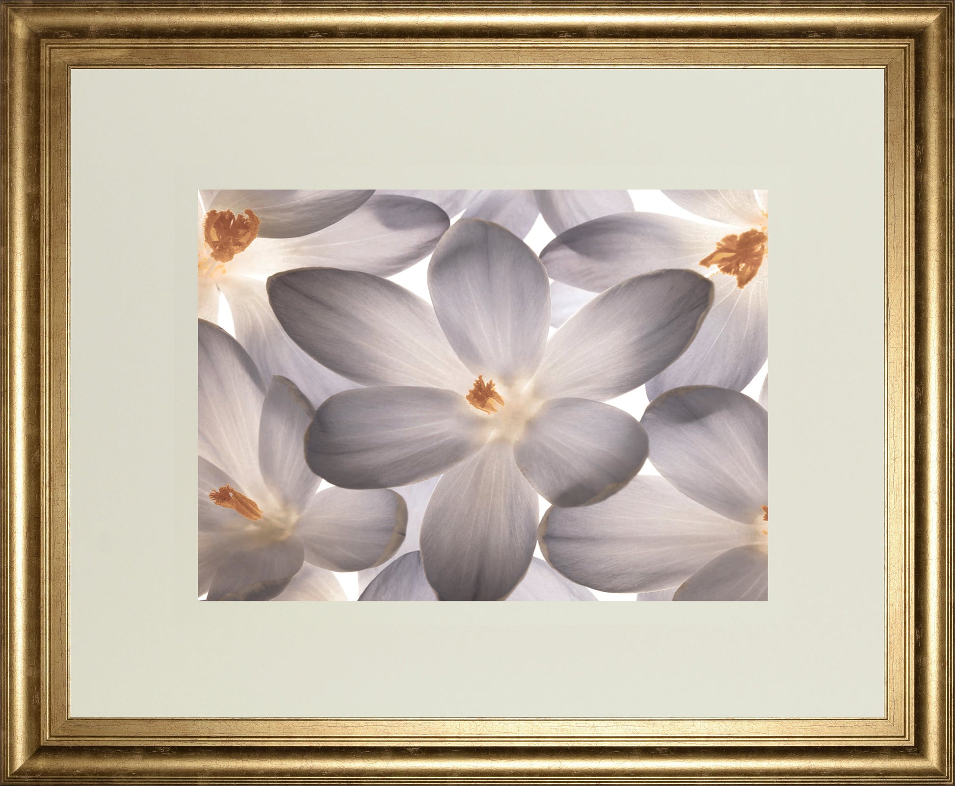 Petal Perfect By Assaf Frank