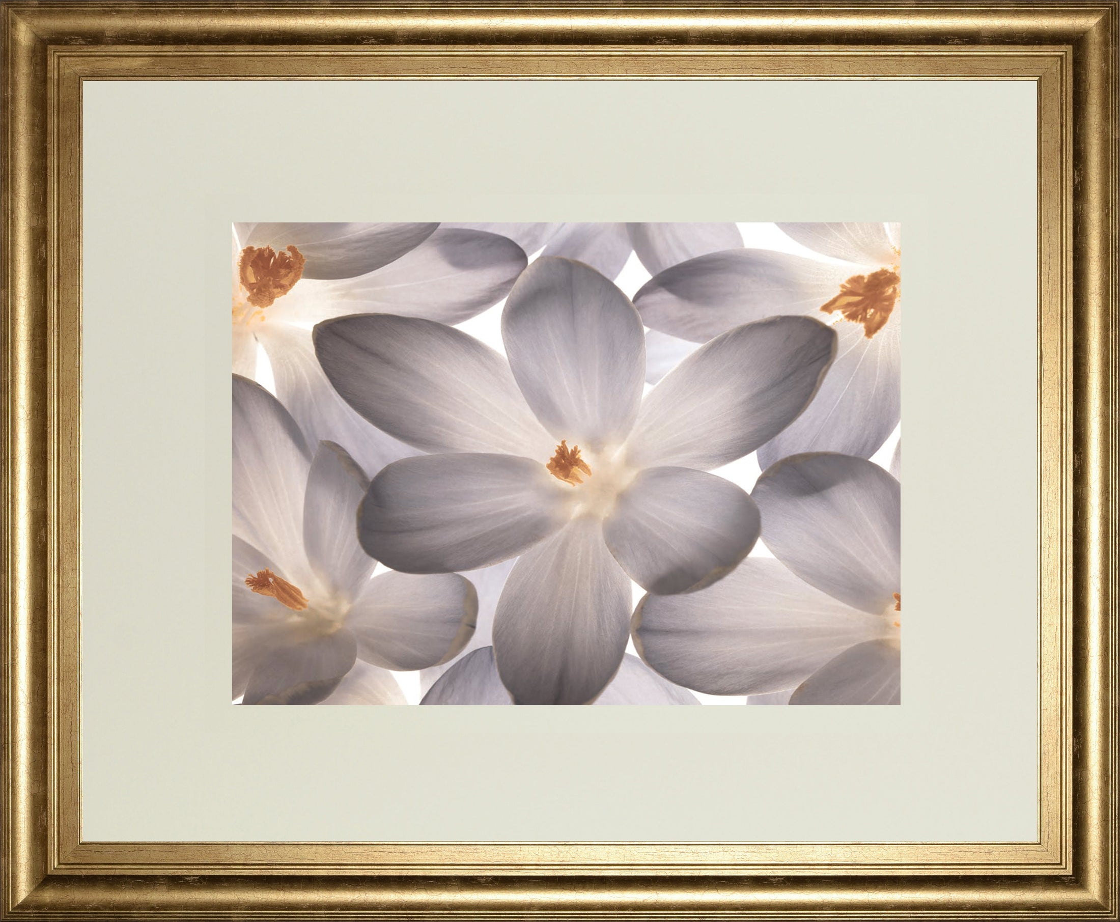 Petal Perfect By Assaf Frank
