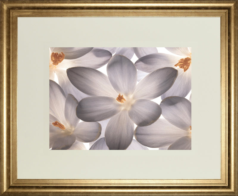 Petal Perfect By Assaf Frank