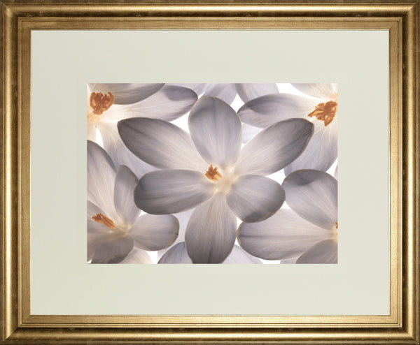 Petal Perfect By Assaf Frank