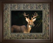 White Tail Buck By Tony Campbell