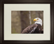 Majestic Eagle By Garytog