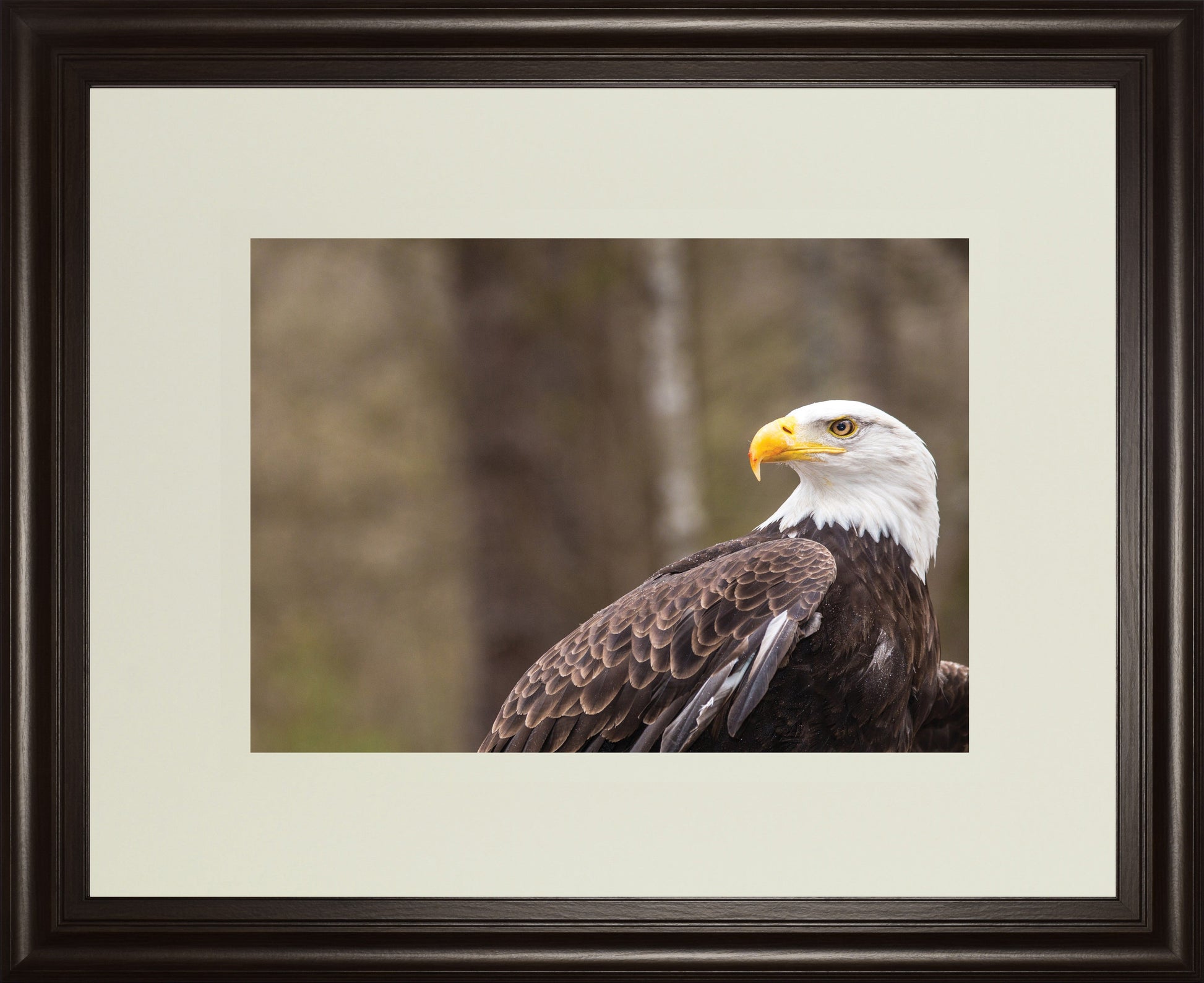 Majestic Eagle By Garytog