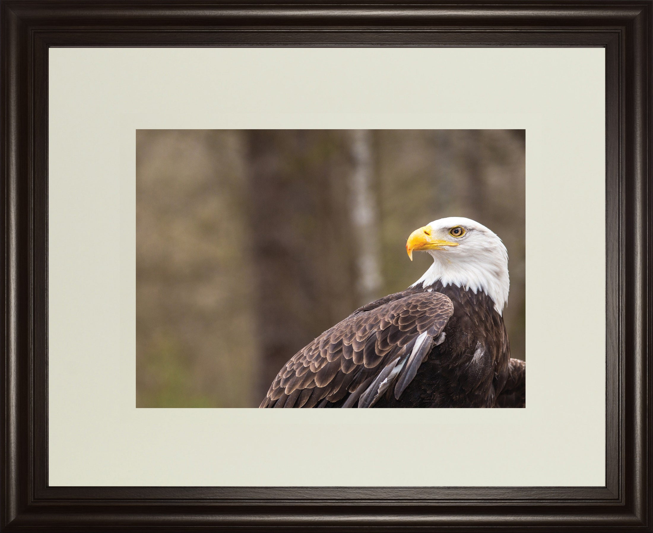 Majestic Eagle By Garytog